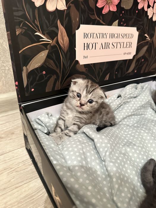 Шотландские вислоухи