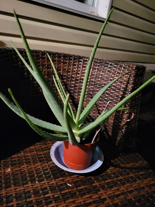 Алоэ комнатное растение