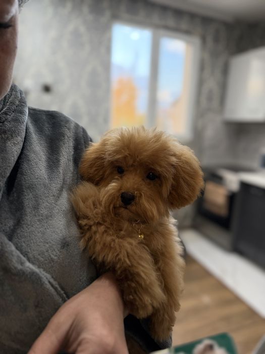 Мъжки мини пудел той