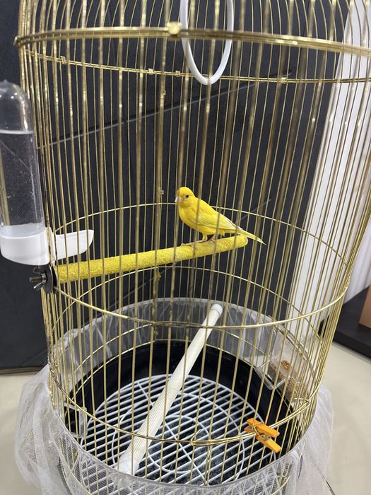 Продается канарейка