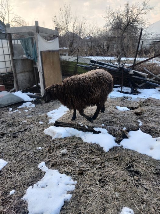 Продам барана кочкар