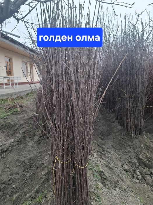 Барча турдаги кучатлар