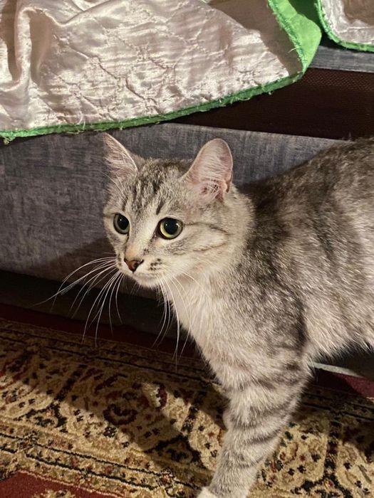 Кошка 1.2 годика