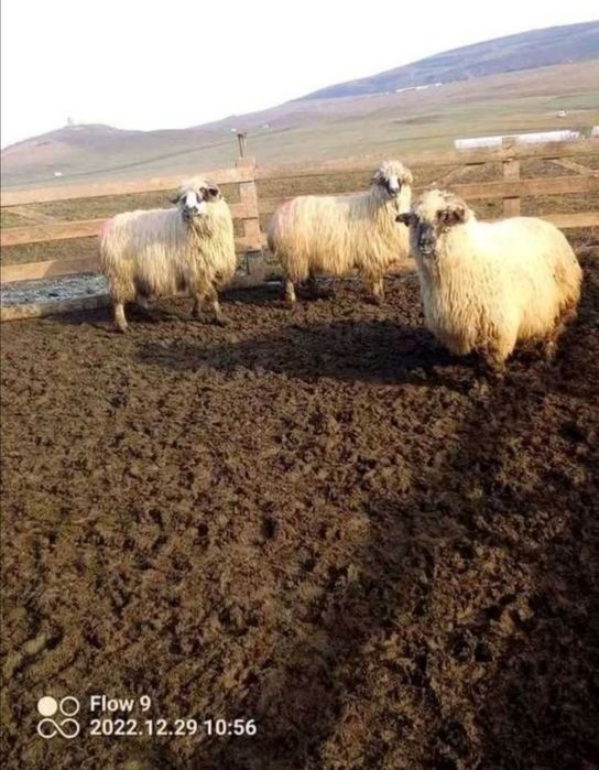 Oi de vânzare 150 de lei