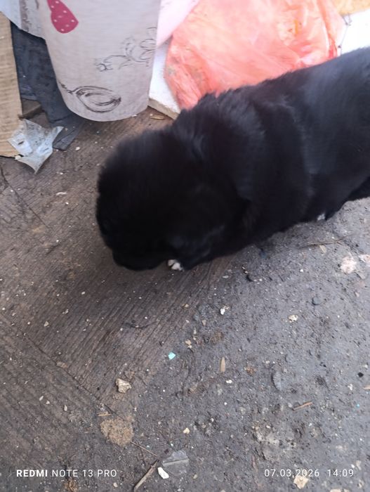 Отдам щенка в добрые руки, девочка