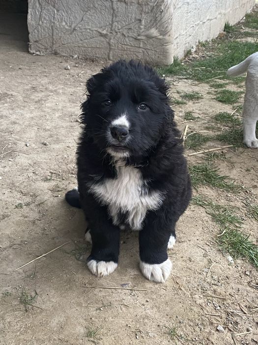 Күшік иттер собаки