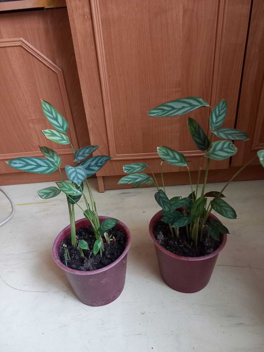 Продам комнатные цветы