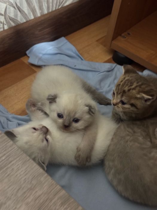 Котята вислоухие и прямоухие