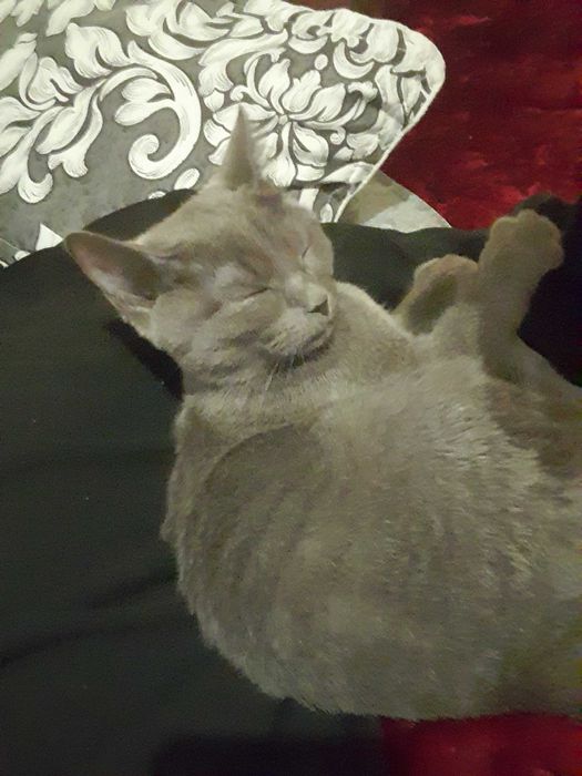 Mushuk Skotish Strayt Sotiladi