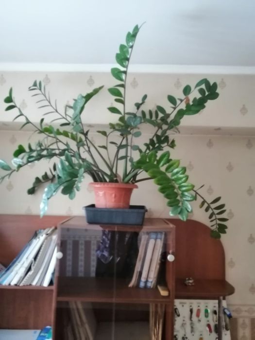 Продам комнатны цветы