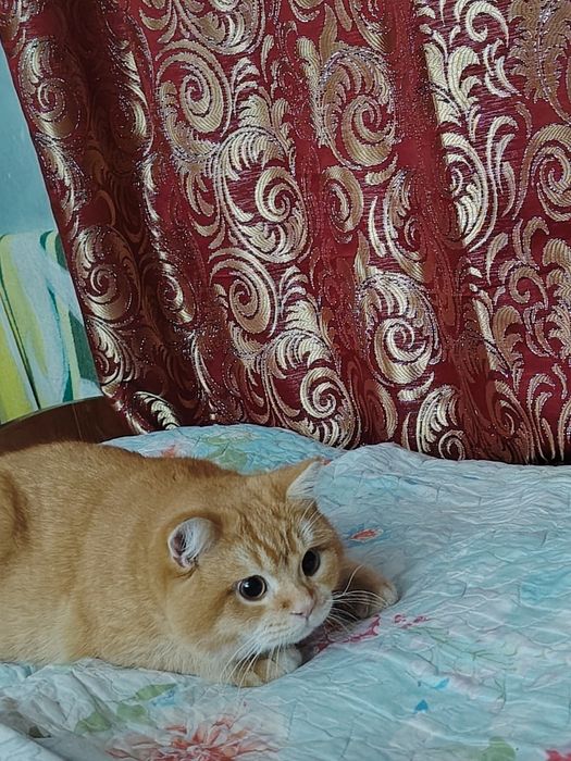 Британская шиншилла 1год