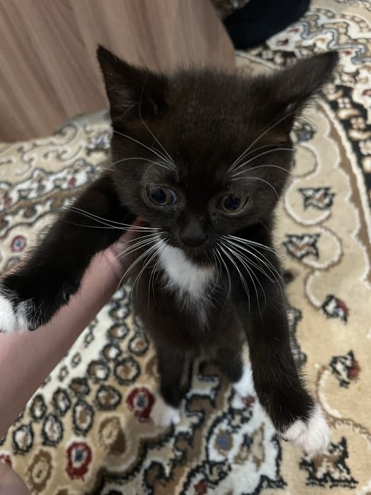 Отдам котенка девочку 2мес