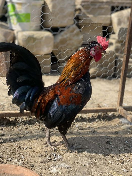 Vând ouă pentru incubat, găini americane