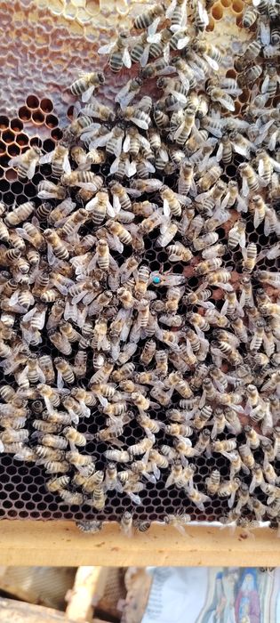 Familii albine de vânzare