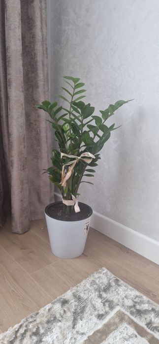 Продам долларовое дерево замиокулькас