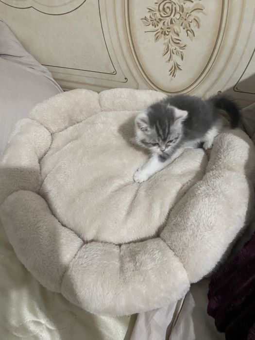 Милый котёнок, серебристый табби