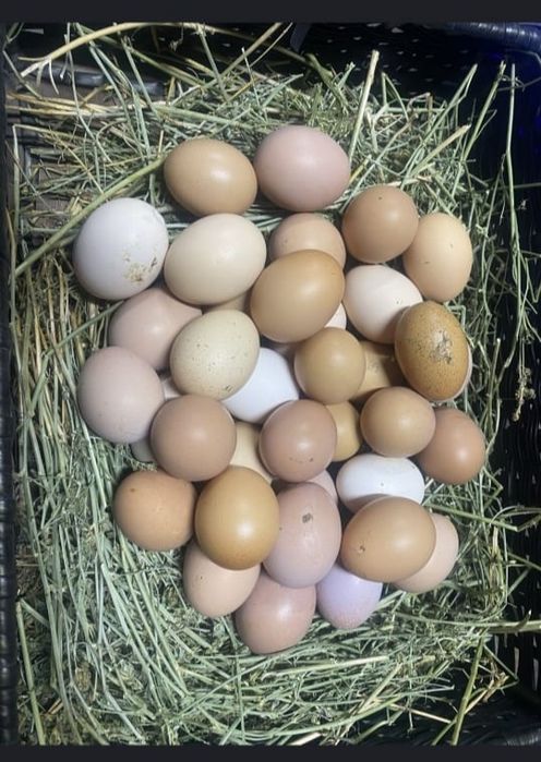 Куры ламан браун