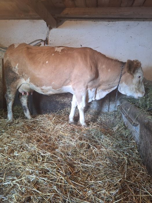 Vând 2 vaci de lapte