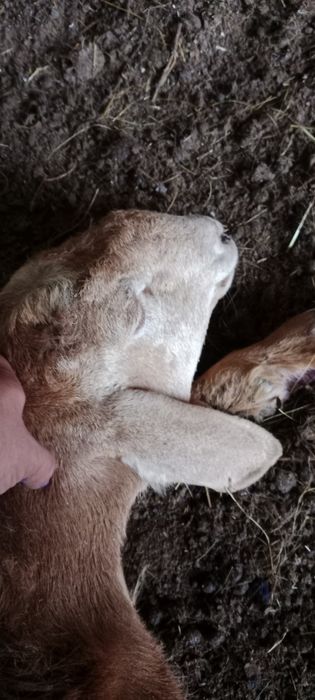 Продам баранчиков на племя