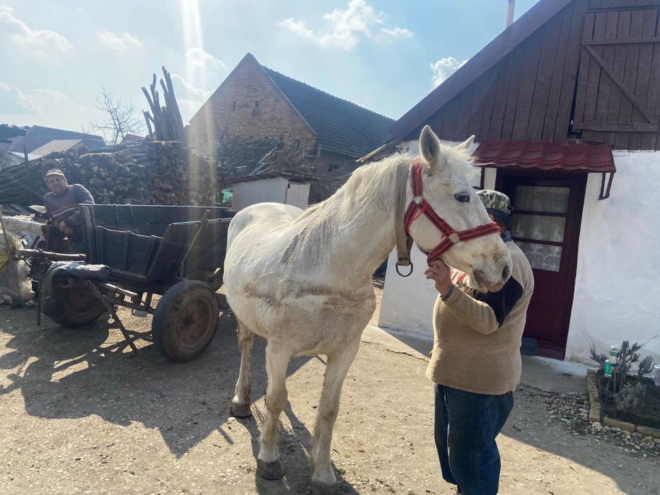 Iapa de 8 ani in sampetru german