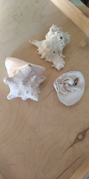 Морские ракушки настоящие..