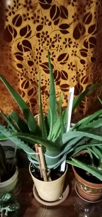 Алоэ лечебный . На100ящий