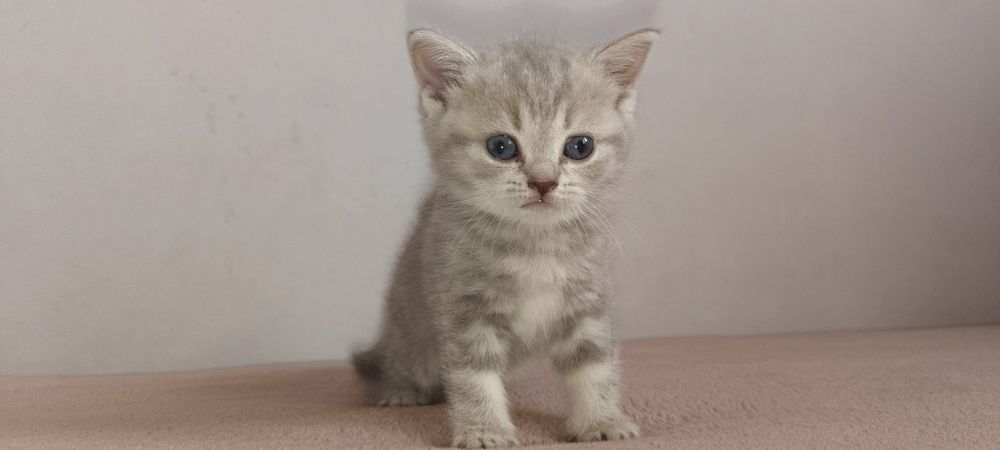 Шотландские прямоушки