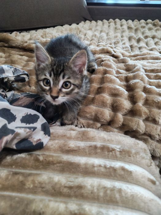 Котëночек в хорошую семью