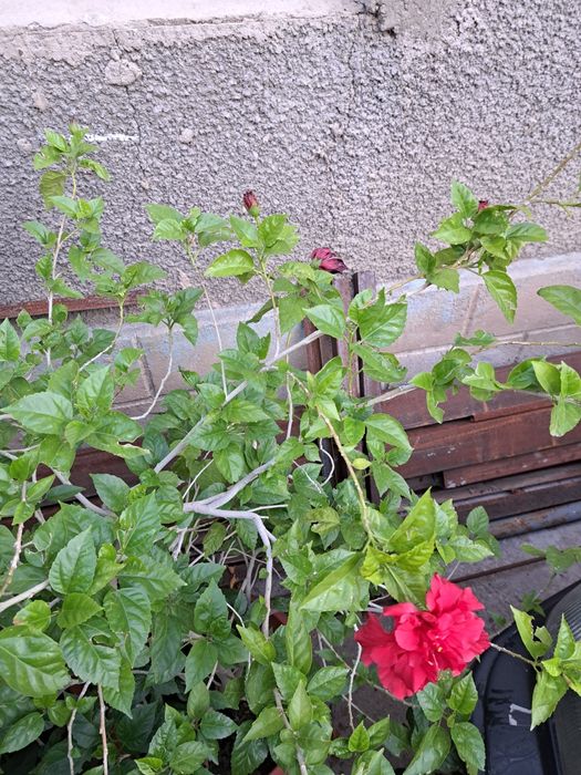 Китайская роза ( гибискус ) 2 шт.