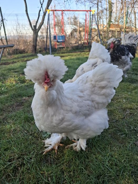 Струмски стандарт яйца