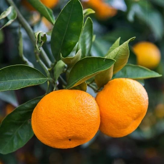 Mandarin ALTOIT La Ghiveci