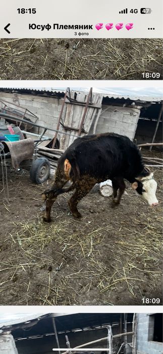 Продам срочно телочка полторашка срочнооо