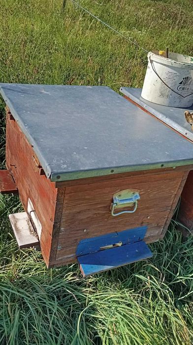 stupi, nuclee de împerechere mici si mari, colectoare de polen