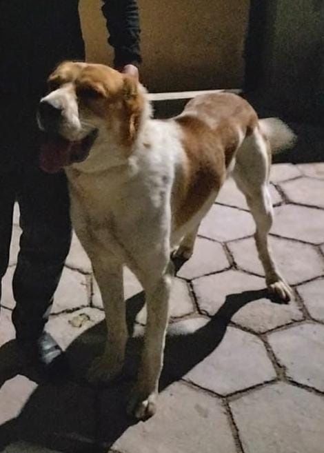 Хороший Кобель .