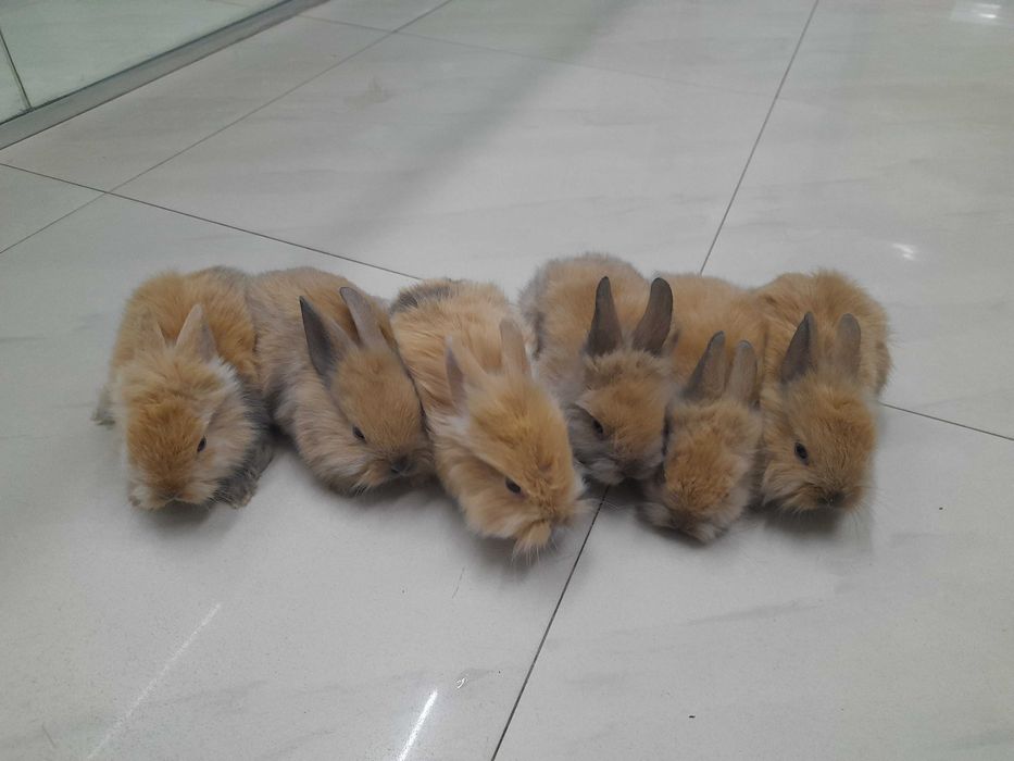 Декоративни мини зайчета