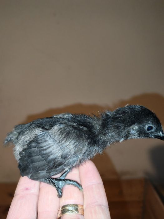 Pui Marans și Ayam Cemani