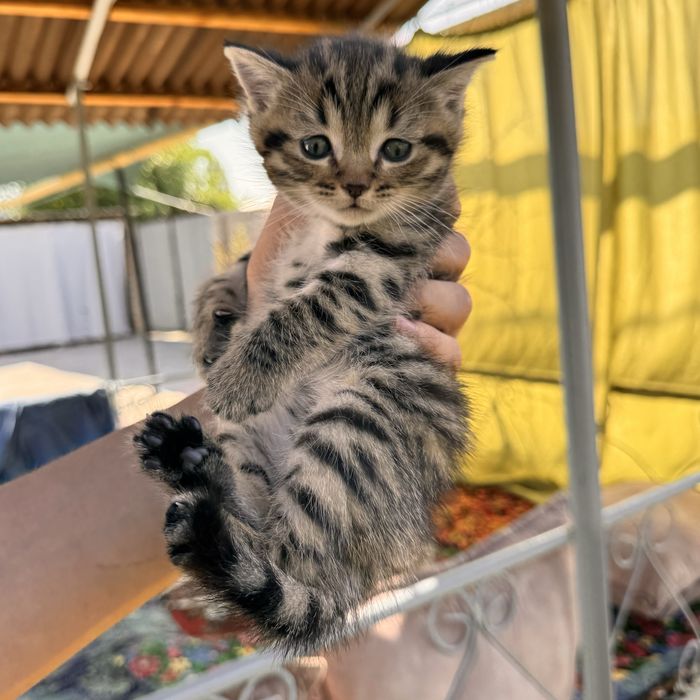 Вислоухие котята скотиш- страйт и скотиш-фолд