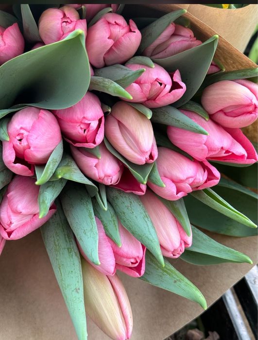 Тюльпаны в Семей