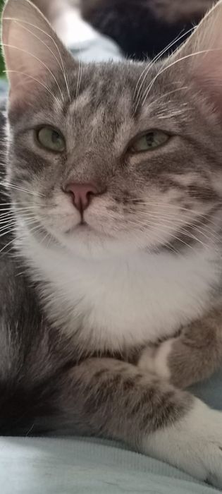 Боня - зеленоглазая красотка