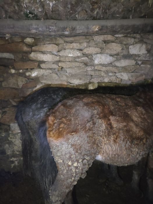 Тайлар сатылады Баянауыл ауданында