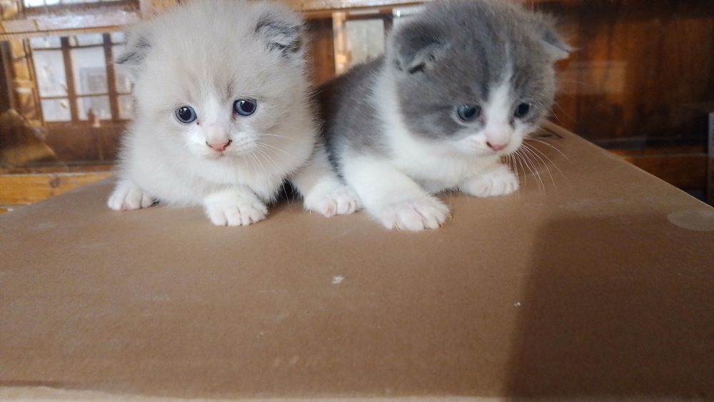 Mushuk bolalari otasi onasi seri