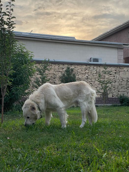 Кобель на вязку.