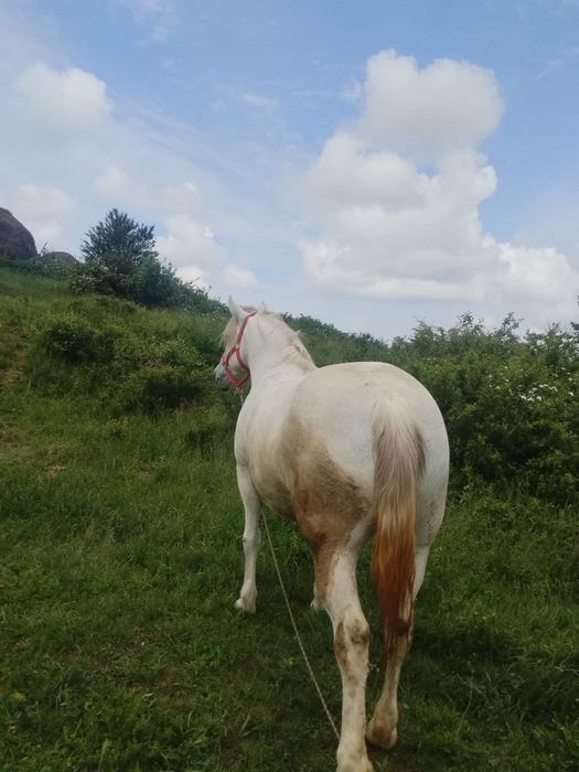 Iapa 8 ani de vânzare
