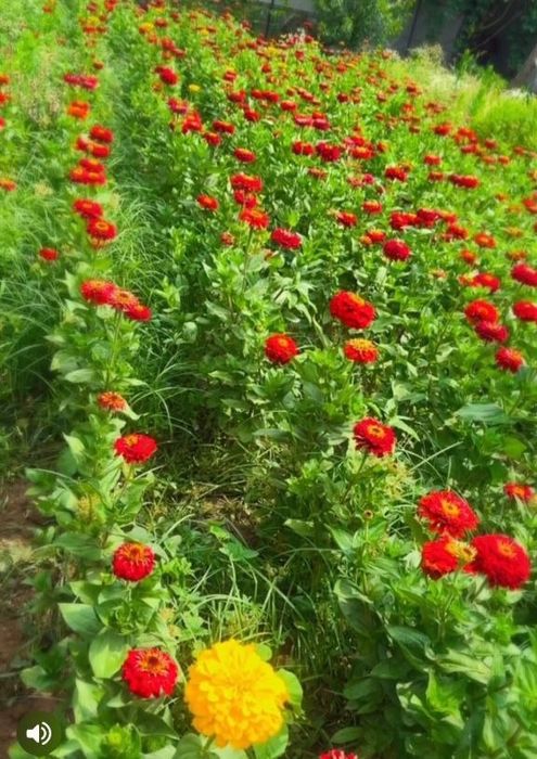 Гул кучат ва уруглар Тошкент