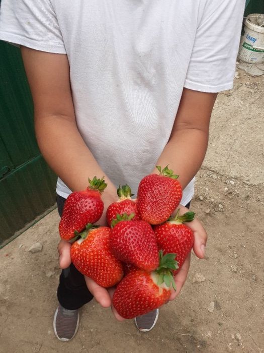 страхотен расад малини