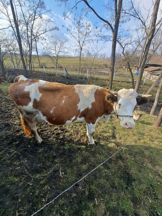 Vând vaca cu lapte