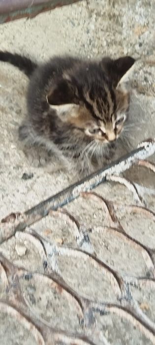 Отдам котят в хорошие руки