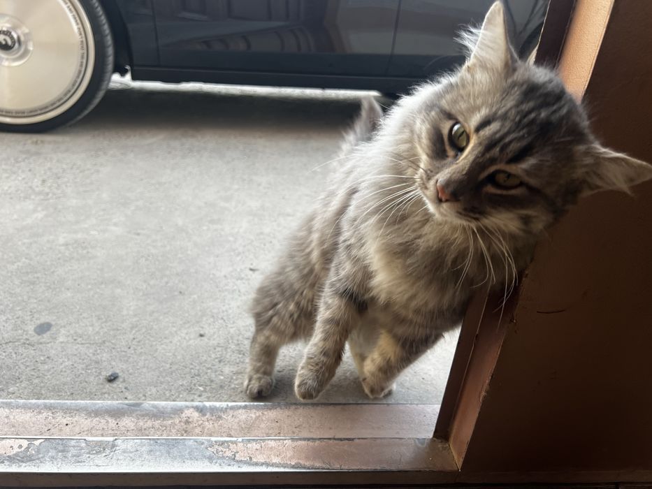 Норвежская-лесная кошка