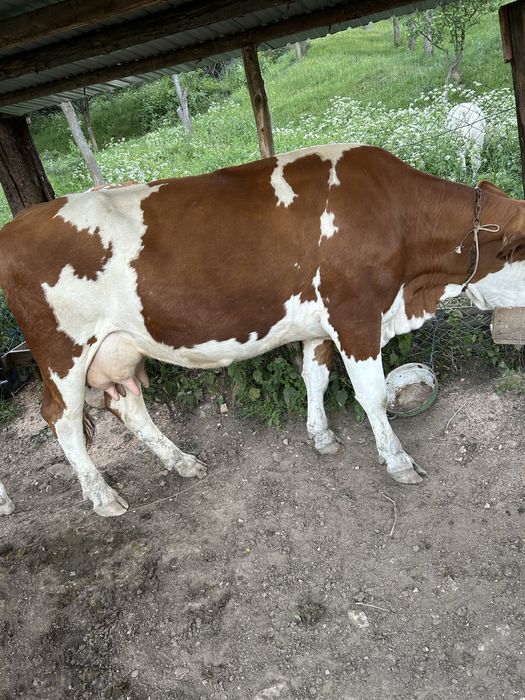Vand vaca baltata