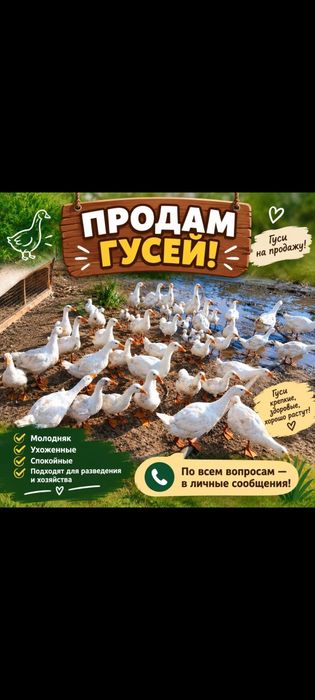 Продам гусей 4000